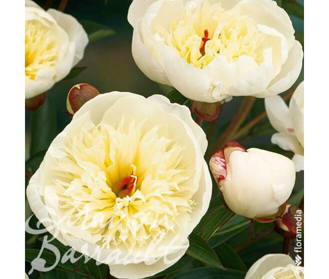 PAEONIA IMMACULEE