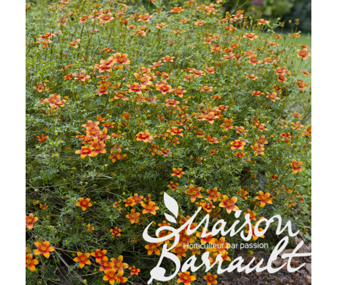 BIDENS 2COULEURS BQ6
