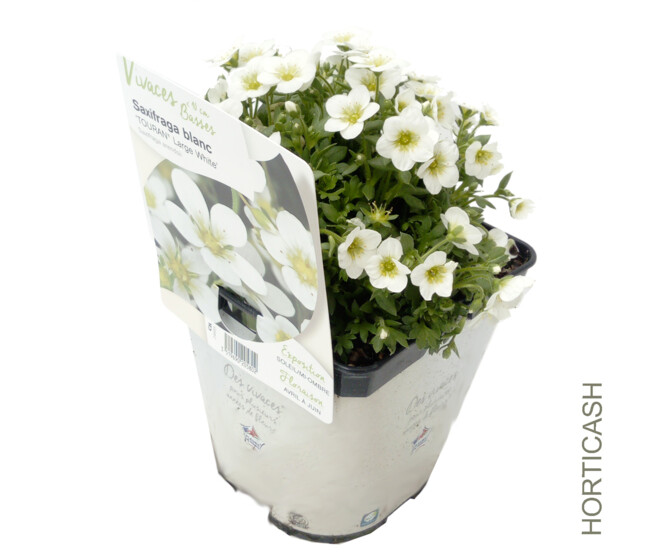 SAXIFRAGE TOURAN WHITE