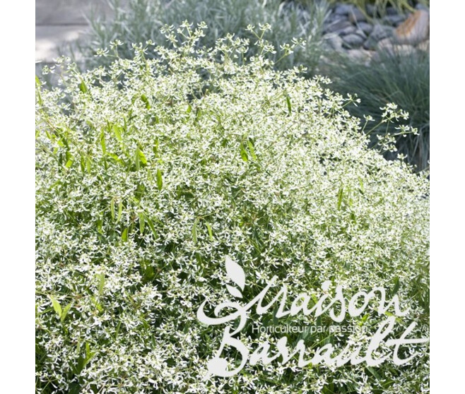 EUPHORBIA DIAMON FROST