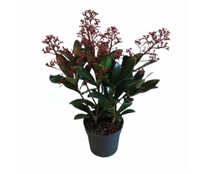 SKIMMIA RUBELLA 4FL