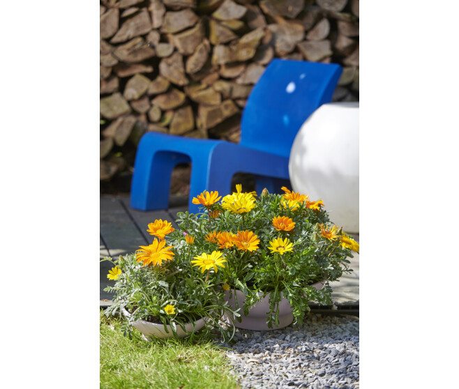 GAZANIA