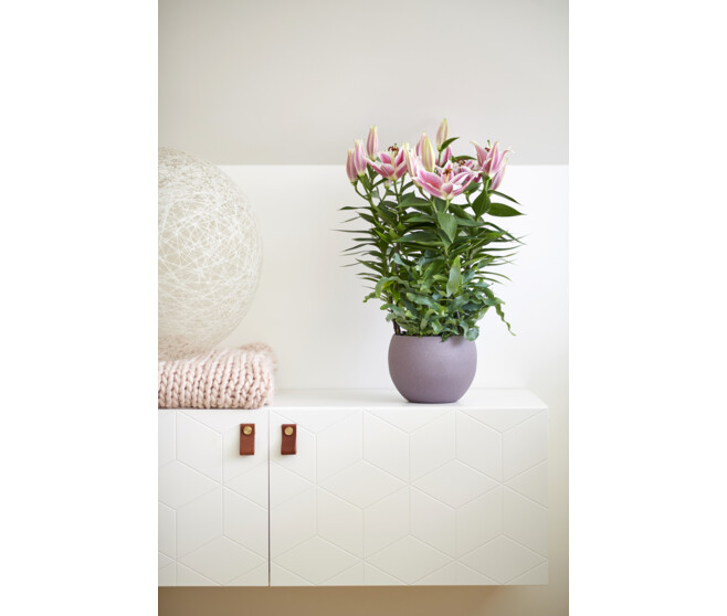 LILIUM MATRIX ORANGE 3PP