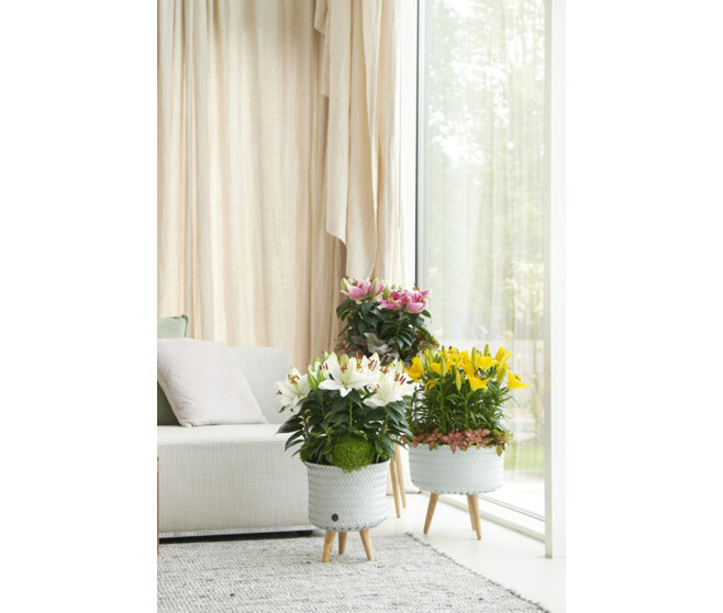 LILIUM MATRIX ORANGE 3PP