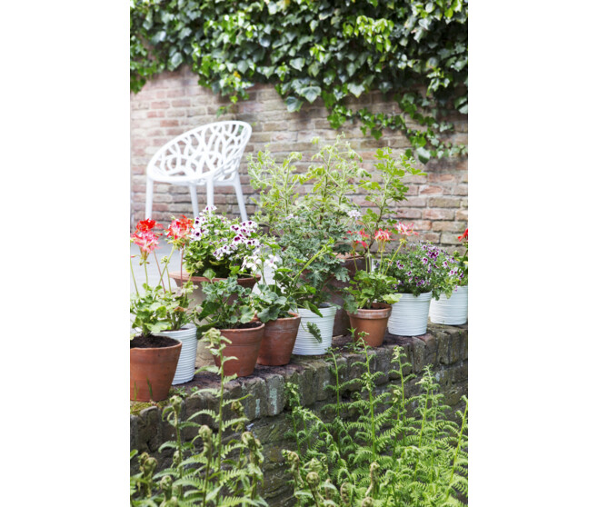 GERANIUM LIERRE DBLE ROUGE