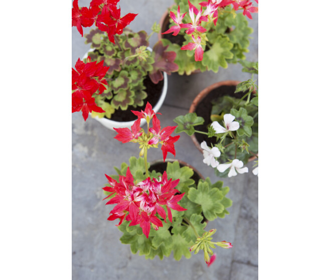 GERANIUM LIERRE DBLE ROUGE