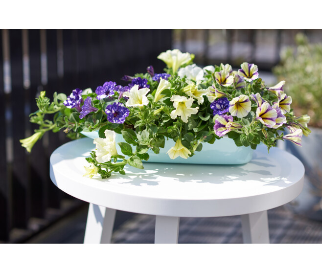 PETUNIA MASSIF BQ10