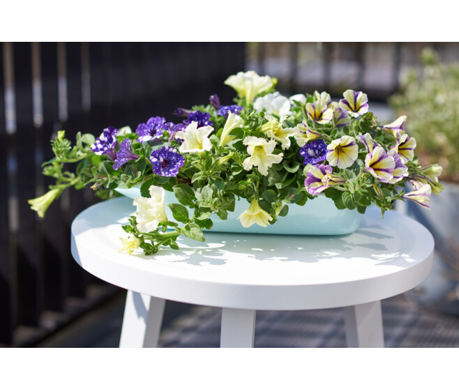PETUNIA RETOMBANT SUSP P COLORE
