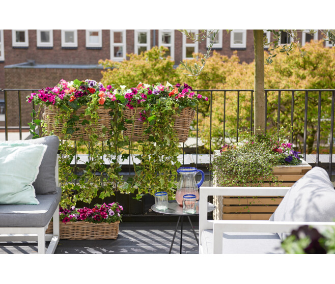 PETUNIA MASSIF BQ10
