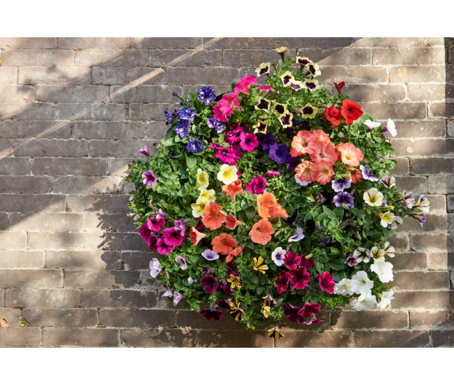 PETUNIA RETOMBANT SUSP P COLORE