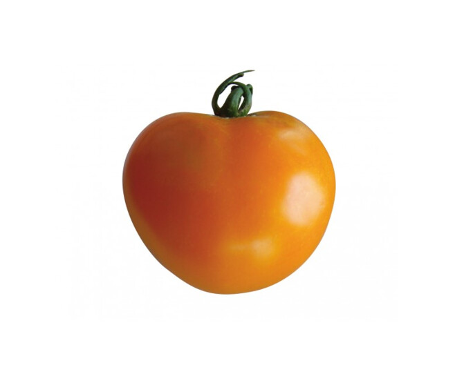 TOMATE ORANGE QUEEN