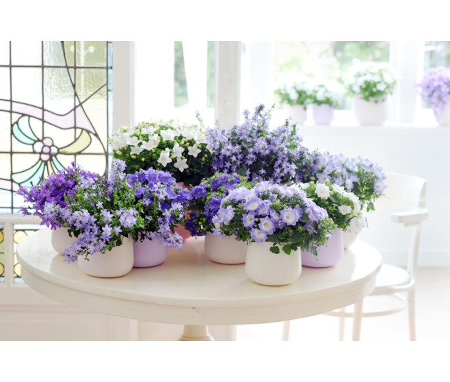 CAMPANULE ISOPHYLLA DUBLIN BLEU DECORUM