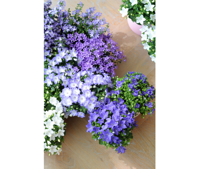 CAMPANULE ISOPHYLLA DUBLIN BLEU DECORUM