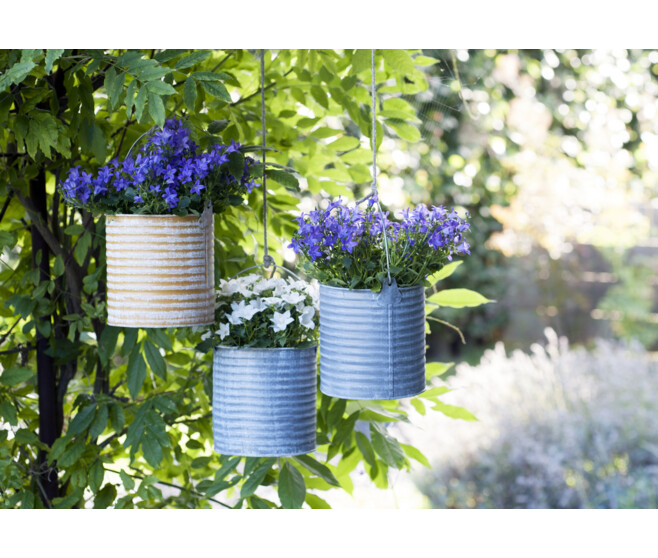 CAMPANULE ISOPHYLLA DUBLIN BLEU DECORUM