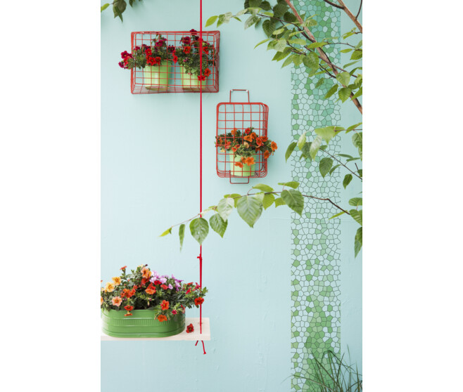 CALIBRACHOA