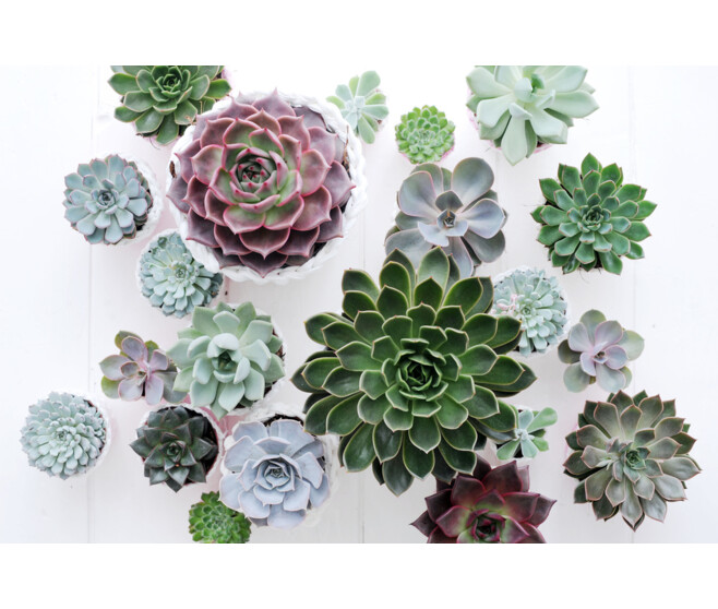 ECHEVERIA ELEGANS