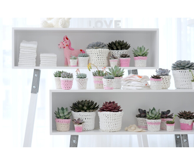 ECHEVERIA PERLE VON NURNBERG