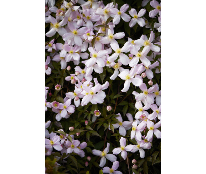 CLEMATITE JACKMANII 4 TUTEURS