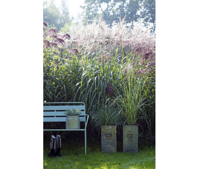 FESTUCA GLAUCA BLUE SELECT