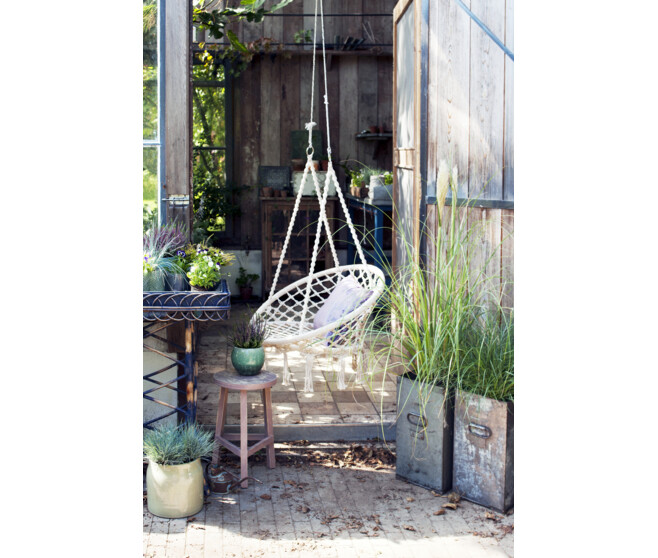 FESTUCA GLAUCA ELIJAH BLUE