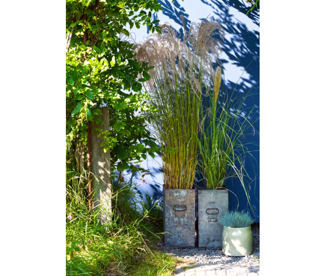 FESTUCA GLAUCA BLUE SELECT