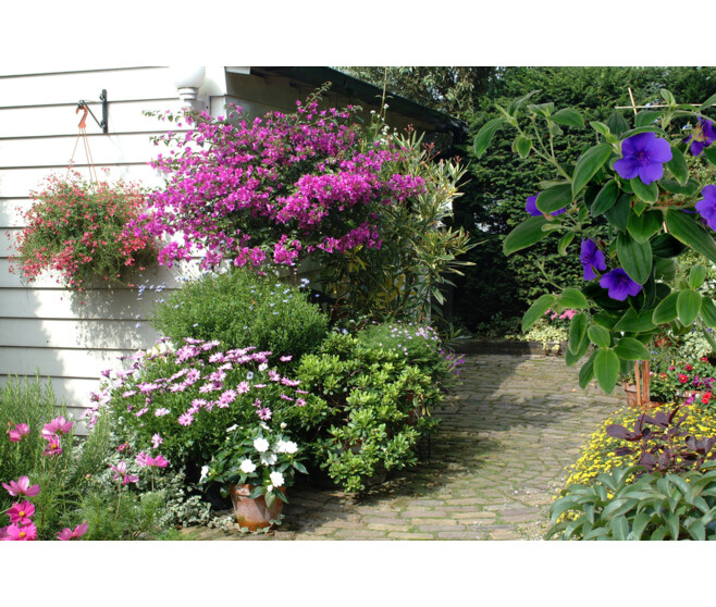 OSTEOSPERMUM JARD COLOREE