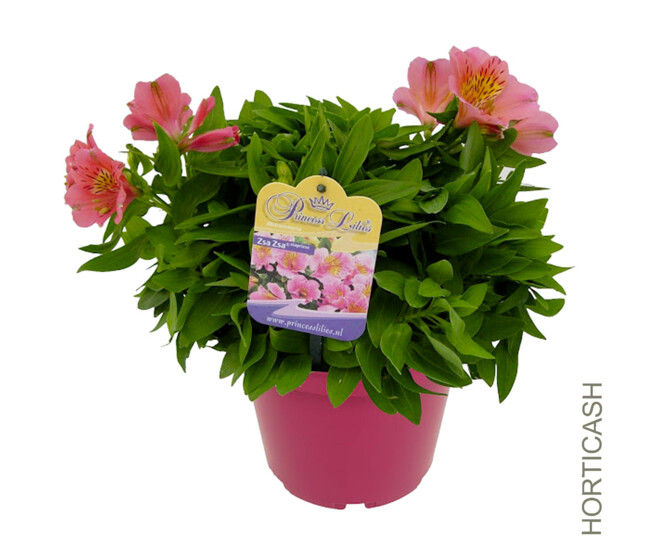 ALSTROEMERIA