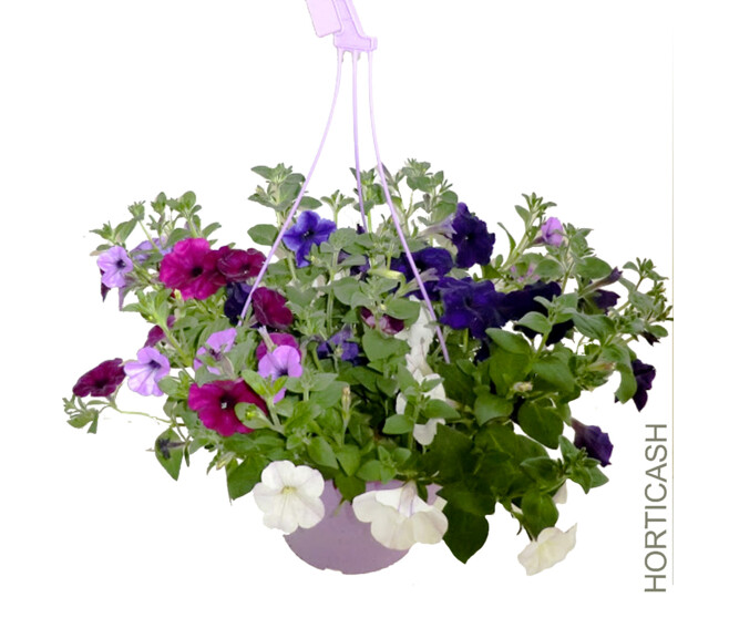 PETUNIA RETOMBANT SUSP