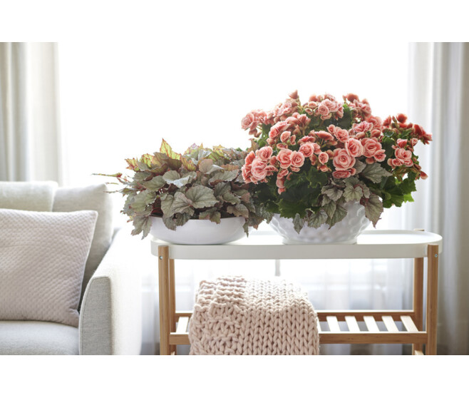 BEGONIA BETULIA CANDY ROSE