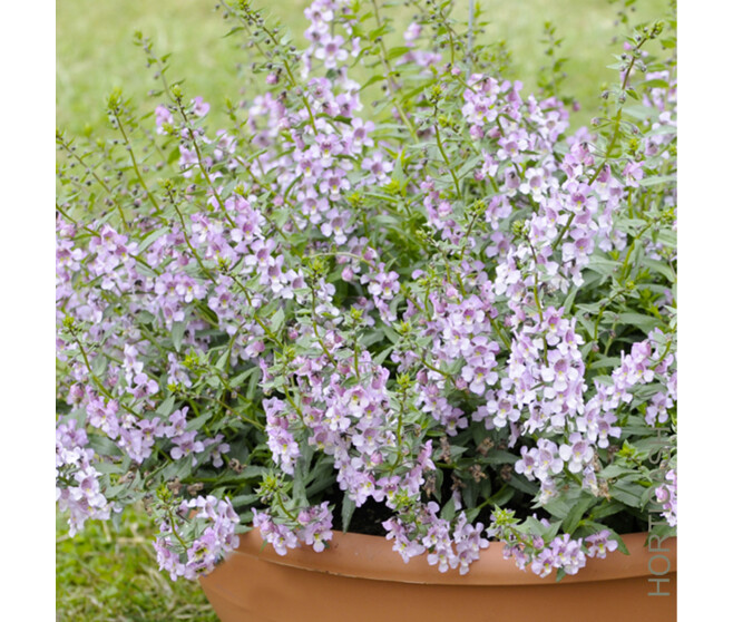 ANGELONIA