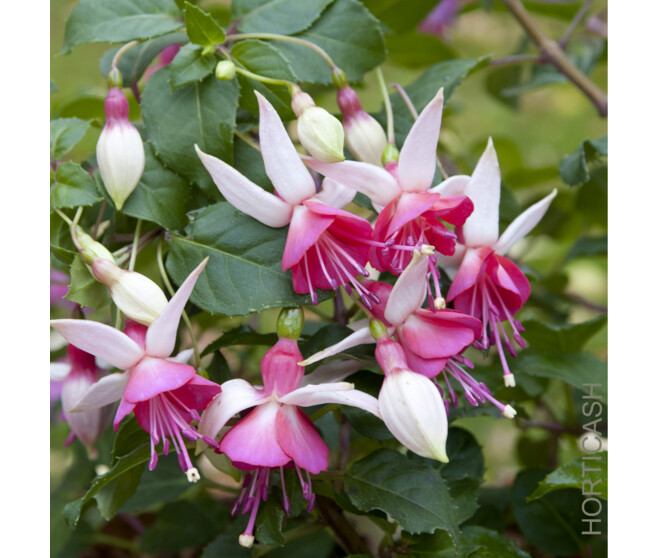 FUCHSIA