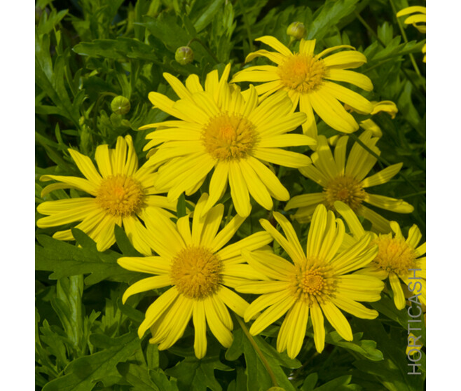 EURYOPS ATHANEA