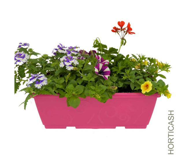 PLANTES MASSIF MELANGE JARD