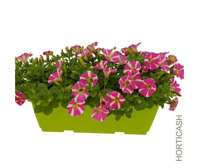 PETUNIA RETOMBANT JARD