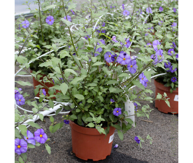SOLANUM RANTONNETII