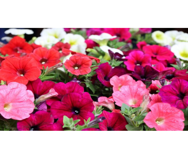 PETUNIA MASSIF BQ10