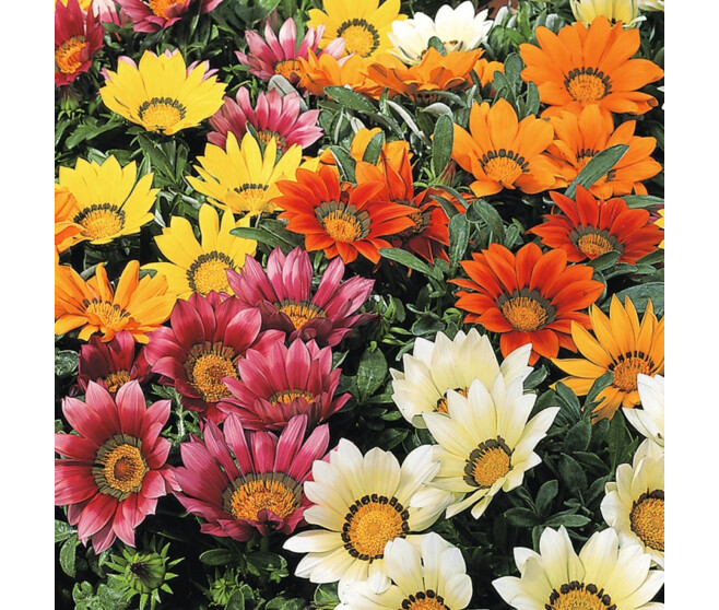 GAZANIA
