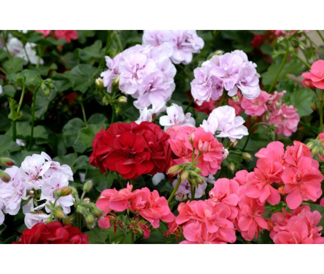 GERANIUM LIERRE DBLE BQ10