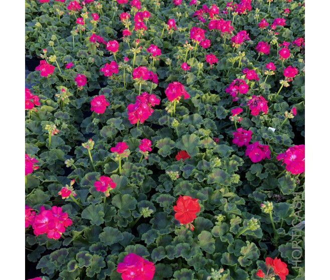 GERANIUM ZONAL BQ10