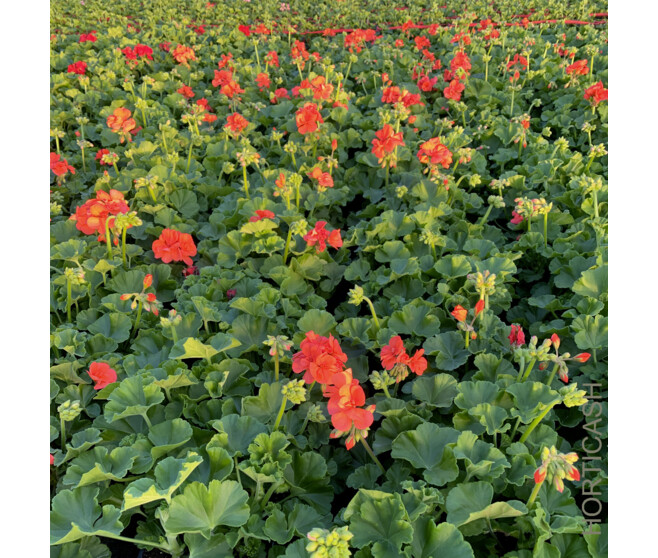 GERANIUM ZONAL BQ10