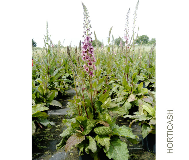 VERBASCUM SOUTHERN CHARM