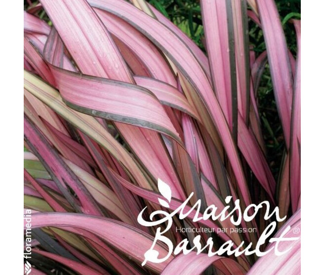 PHORMIUM TENAX RAINBOW MAIDEN