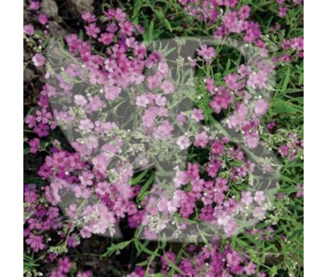 GYPSOPHILA REPENS ROSA
