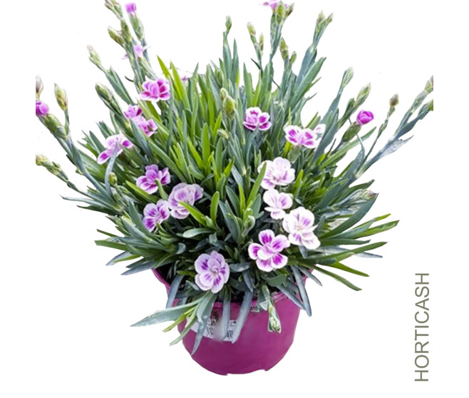 OEILLET PINK KISSES