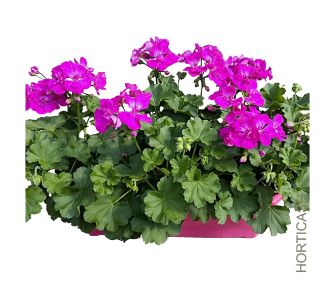 GERANIUM CALLIOPE JARD COLOREE