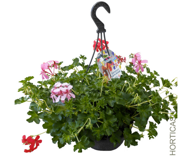 GERANIUM LIERRE SIMPLE SUSP