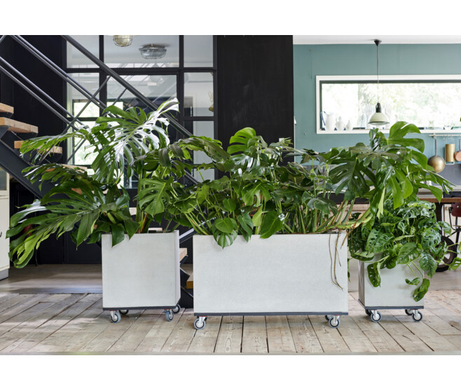 PHILODENDRON IMPERIAL RED