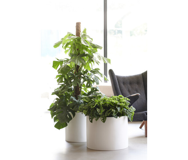PHILODENDRON IMPERIAL RED