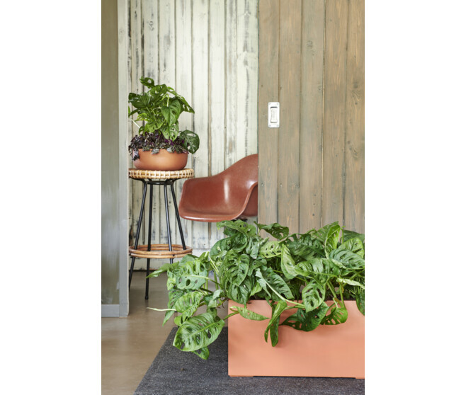 PHILODENDRON IMPERIAL RED