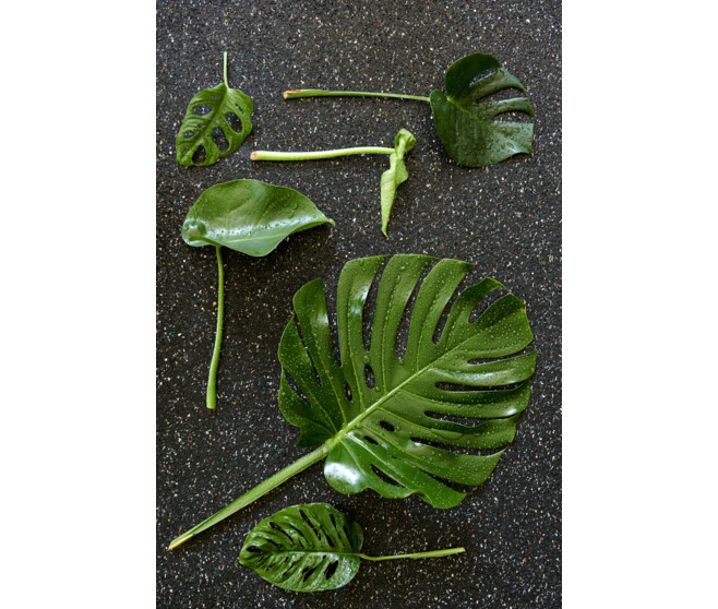 PHILODENDRON BRASIL SUSP